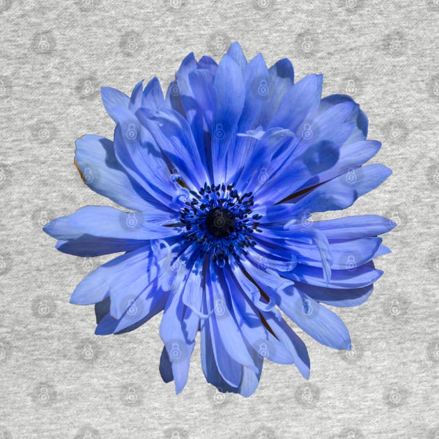 Anemone Blue by Shirasaya